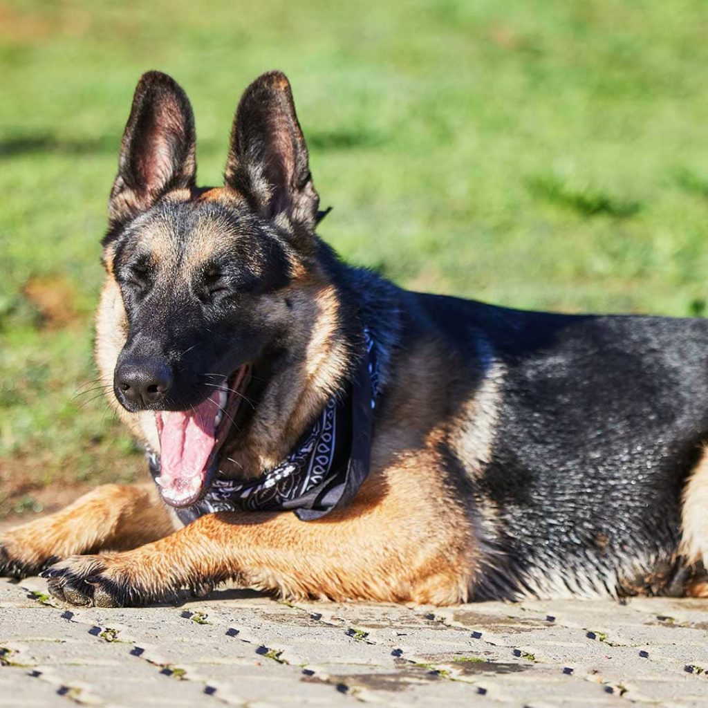 Un câine reprezintă o modalitate în plus de descurajare a intrușilor